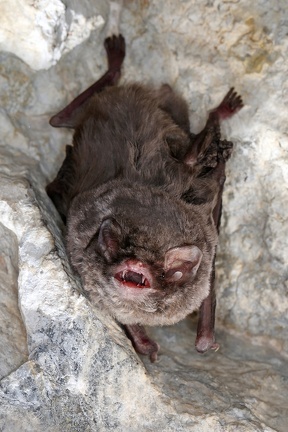 Miniopterus schreibersii  Langfl  gelfledermaus 1 2