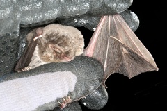 Miniopterus schreibersii  Langfl  gelfledermaus 6 2