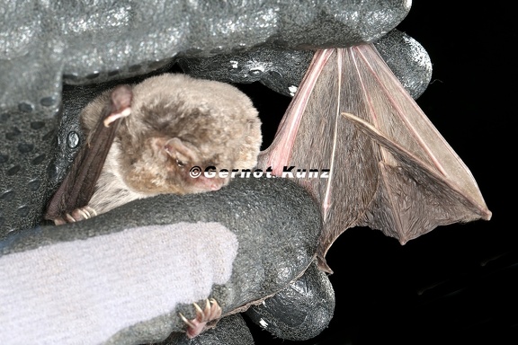 Miniopterus schreibersii  Langfl  gelfledermaus 6 2
