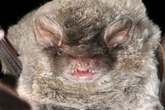 Miniopterus schreibersii  Langfl  gelfledermaus 7 2