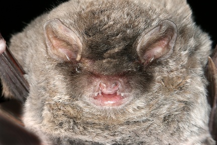 Miniopterus schreibersii  Langfl  gelfledermaus 7 2