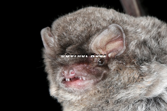 Miniopterus schreibersii  Langfl  gelfledermaus 8 2
