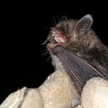 Myotis alcathoe  Nymphenfledermaus 5 2