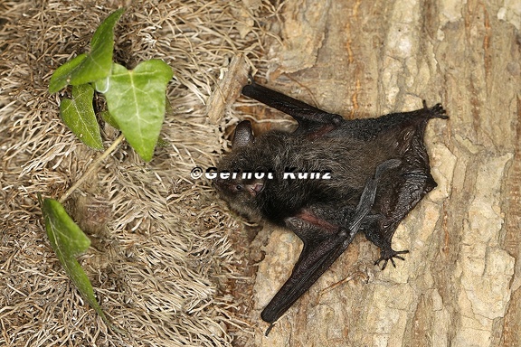 Myotis alcathoe  Nymphenfledermaus 6 2