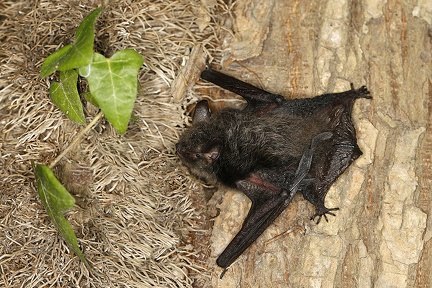 Myotis alcathoe  Nymphenfledermaus 6 2