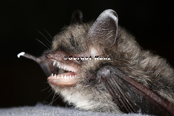 Myotis alcathoe  Nymphenfledermaus 7 2