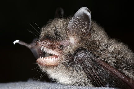 Myotis alcathoe  Nymphenfledermaus 7 2