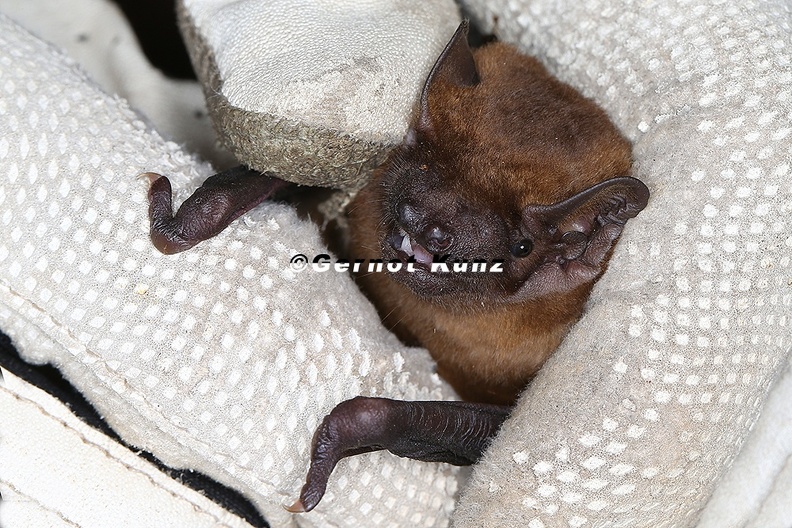 Nyctalus noctula Gro er Abendsegler 7 2 - Nyctalus_noctula__Gro__er_Abendsegler_7_2.jpg Nyctalus_noctula__Gro__er_Abendsegler_7_2.jpg