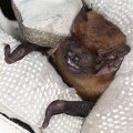 Nyctalus noctula  Gro  er Abendsegler 7 2