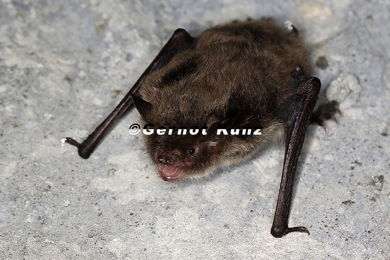 Pipistrellus pipistrellus Zwergfledermaus 2 2 - Pipistrellus_pipistrellus__Zwergfledermaus_2_2.jpg Pipistrellus_pipistrellus__Zwergfledermaus_2_2.jpg