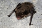 Pipistrellus pipistrellus  Zwergfledermaus 2 2