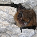 Pipistrellus pipistrellus  Zwergfledermaus 3 2