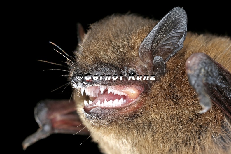 Pipistrellus pipistrellus Zwergfledermaus 7 2 - Pipistrellus_pipistrellus__Zwergfledermaus_7_2.jpg Pipistrellus_pipistrellus__Zwergfledermaus_7_2.jpg