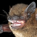 Pipistrellus pipistrellus  Zwergfledermaus 7 2