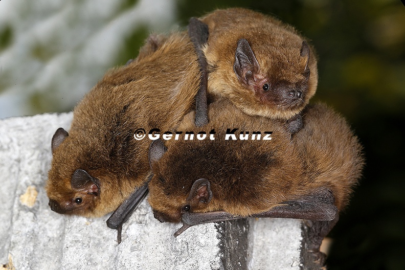 Pipistrellus pygmaeus M ckenfledermaus 2 3 - Pipistrellus_pygmaeus__M__ckenfledermaus_2_3.jpg Pipistrellus_pygmaeus__M__ckenfledermaus_2_3.jpg