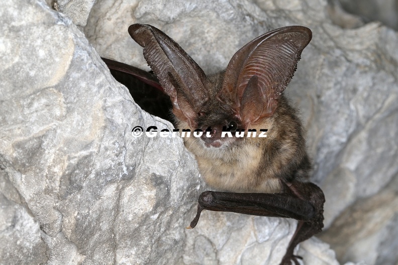 Plecotus auritus Braunes Langohr 2 2 - Plecotus_auritus__Braunes_Langohr_2_2.jpg Plecotus_auritus__Braunes_Langohr_2_2.jpg