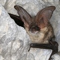 Plecotus auritus  Braunes Langohr 2 2