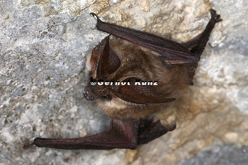 Plecotus auritus Braunes Langohr 3 - Plecotus_auritus__Braunes_Langohr_3.jpg Plecotus_auritus__Braunes_Langohr_3.jpg