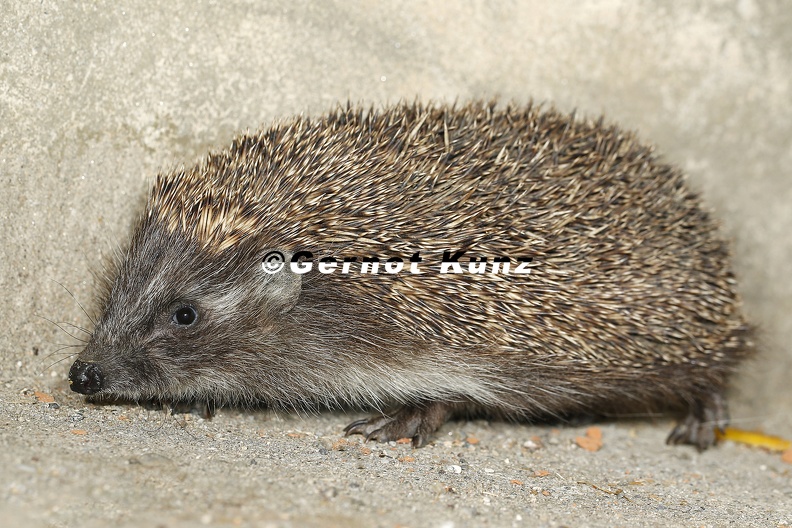 Erinaceus_roumanicus__N__rdlicher_Wei__brustigel_1_2.jpg