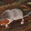 Sorex alpinus  Alpenspitzmaus 1 2