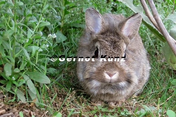 Oryctalgus cuniculus  Wildkaninchen 1 2