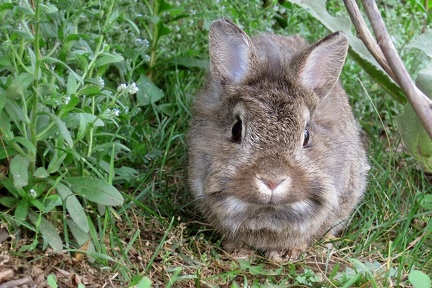 Oryctalgus cuniculus  Wildkaninchen 1 2