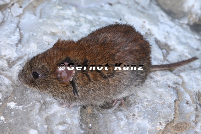 Myodes_glareolus__R__telmaus__Waldw__hlmaus_1_2verkl.jpg