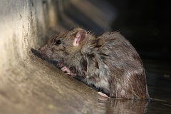 Rattus norvegicus  Wanderratte 1 2verkl