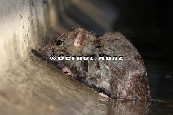 Rattus norvegicus  Wanderratte 1 2verkl