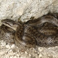 Coronella austriaca  Schlingnatter  Glattnatter 1 2