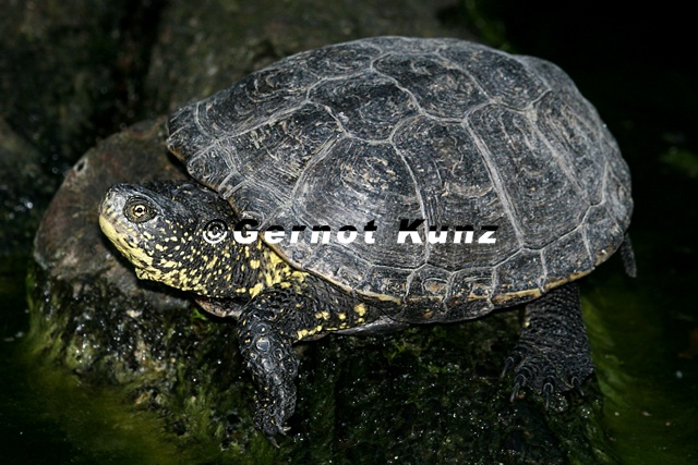 Emys orbicularis Europ ische Sumpfschildkr te 1 2v - Emys_orbicularis__Europ__ische_Sumpfschildkr__te_1_2v.jpg Emys_orbicularis__Europ__ische_Sumpfschildkr__te_1_2v.jpg