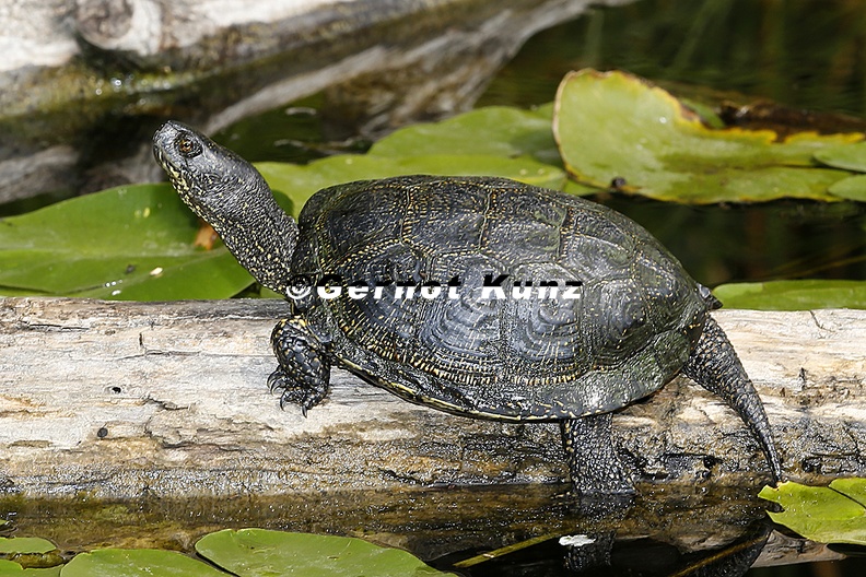Emys orbicularis Europ ische Sumpfschildkr te 2 2v - Emys_orbicularis__Europ__ische_Sumpfschildkr__te_2_2v.jpg Emys_orbicularis__Europ__ische_Sumpfschildkr__te_2_2v.jpg