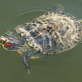 Trachemys scripta elegans  Rotwangen-Schmuckschildkr  te 1 2v