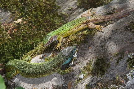 Lacerta viridis    stliche Smaragdeidechse 1 2