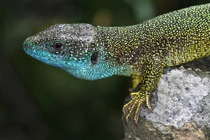 Lacerta viridis    stliche Smaragdeidechse 2 2