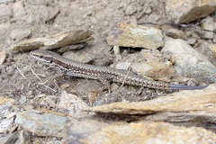 Podacris muralis  Mauereidechse 2 2v
