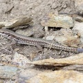 Podacris muralis  Mauereidechse 2 2v