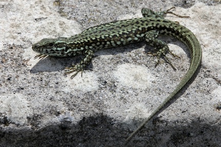 Podarcis muralis  Mauereidechse 3 2