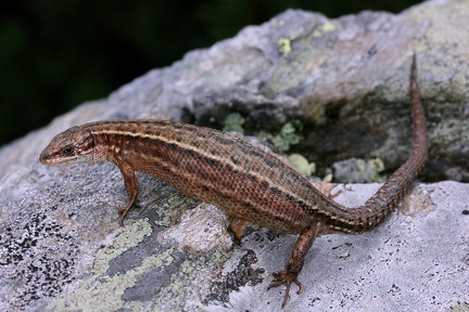Zootoca vivipara  Bergeidechse W1