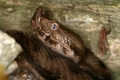 Vipera ammodytes  Europ  ische Hornviper  Sandviper 5 2