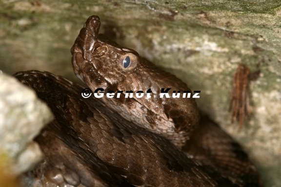 Vipera ammodytes  Europ  ische Hornviper  Sandviper 5 2