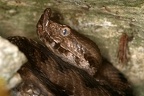 Vipera ammodytes  Europ  ische Hornviper  Sandviper 5 2