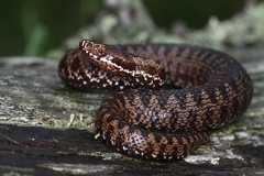 Vipera berus  Kreuzotter 1 2