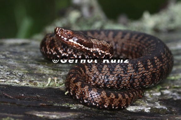Vipera berus  Kreuzotter 1 2