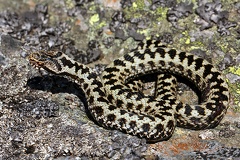 Vipera berus  Kreuzotter 8 2