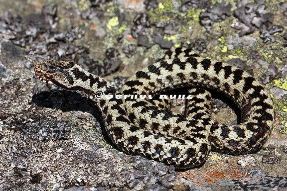 Vipera berus  Kreuzotter 8 2