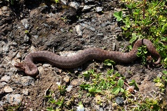 Vipera berus  Kreuzotter 9 2