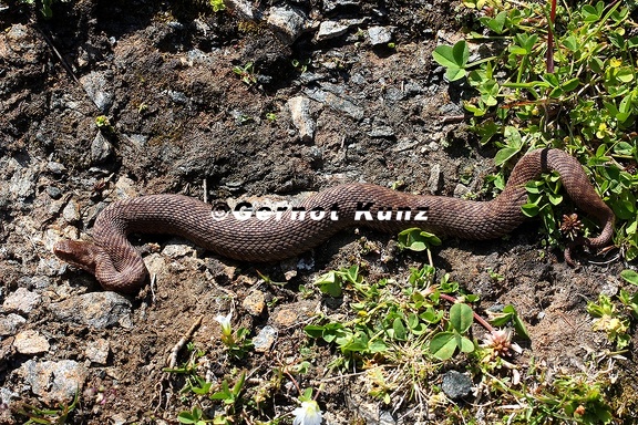 Vipera berus  Kreuzotter 9 2