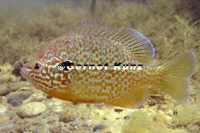 Lepomis_gibbosus__Gemeiner_Sonnenbarsch__K__rbiskernbarsch_2_2.jpg