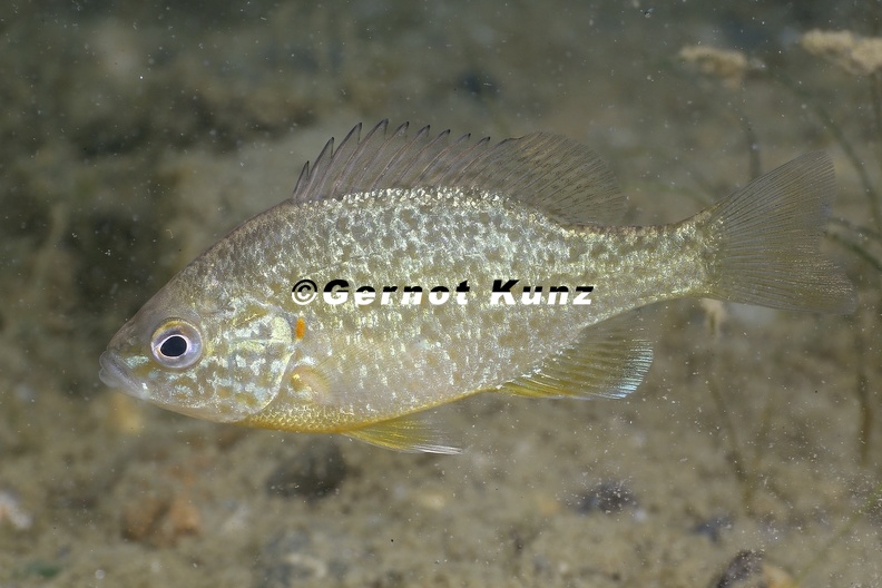 Lepomis_gibbosus__Gemeiner_Sonnenbarsch__K__rbiskernbarsch_6_2.jpg